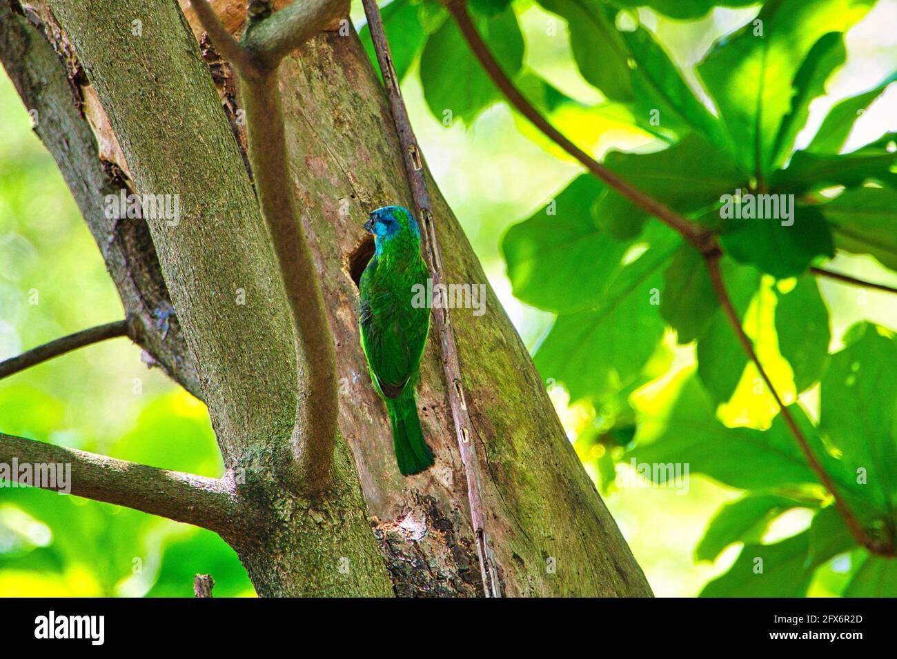 Taiwan Barbet(Psilopogon nuchalis) stands in its tree cave nest.Highly distinctive Taiwan endemic, bright green with a rainbow-hued face in red, blue, Stock Photo