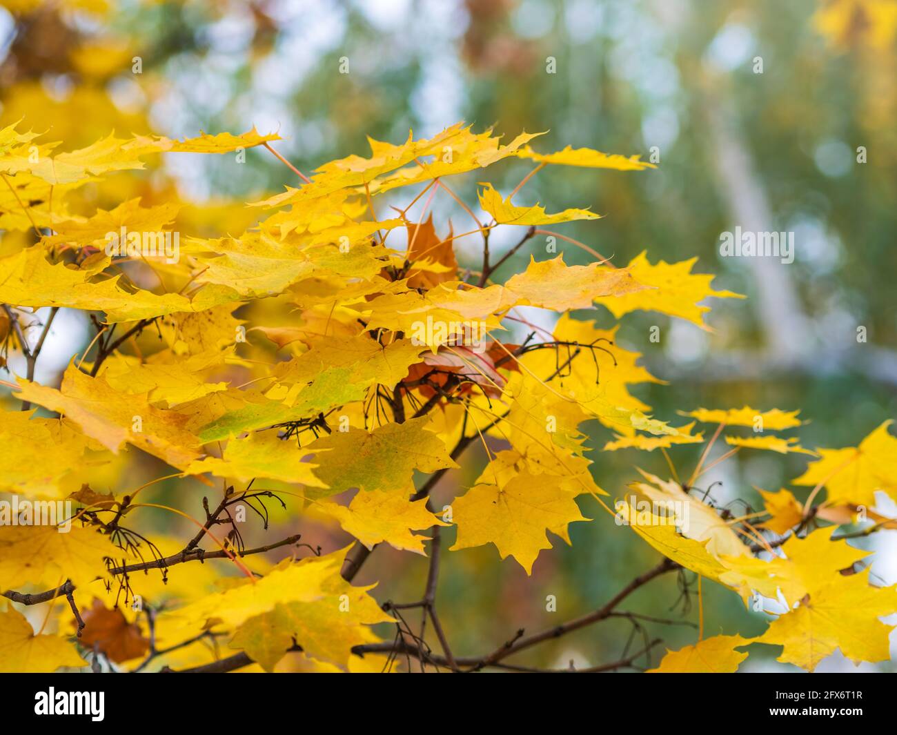 Maple branches with yellow leaves in autumn, in the light of sunset ...