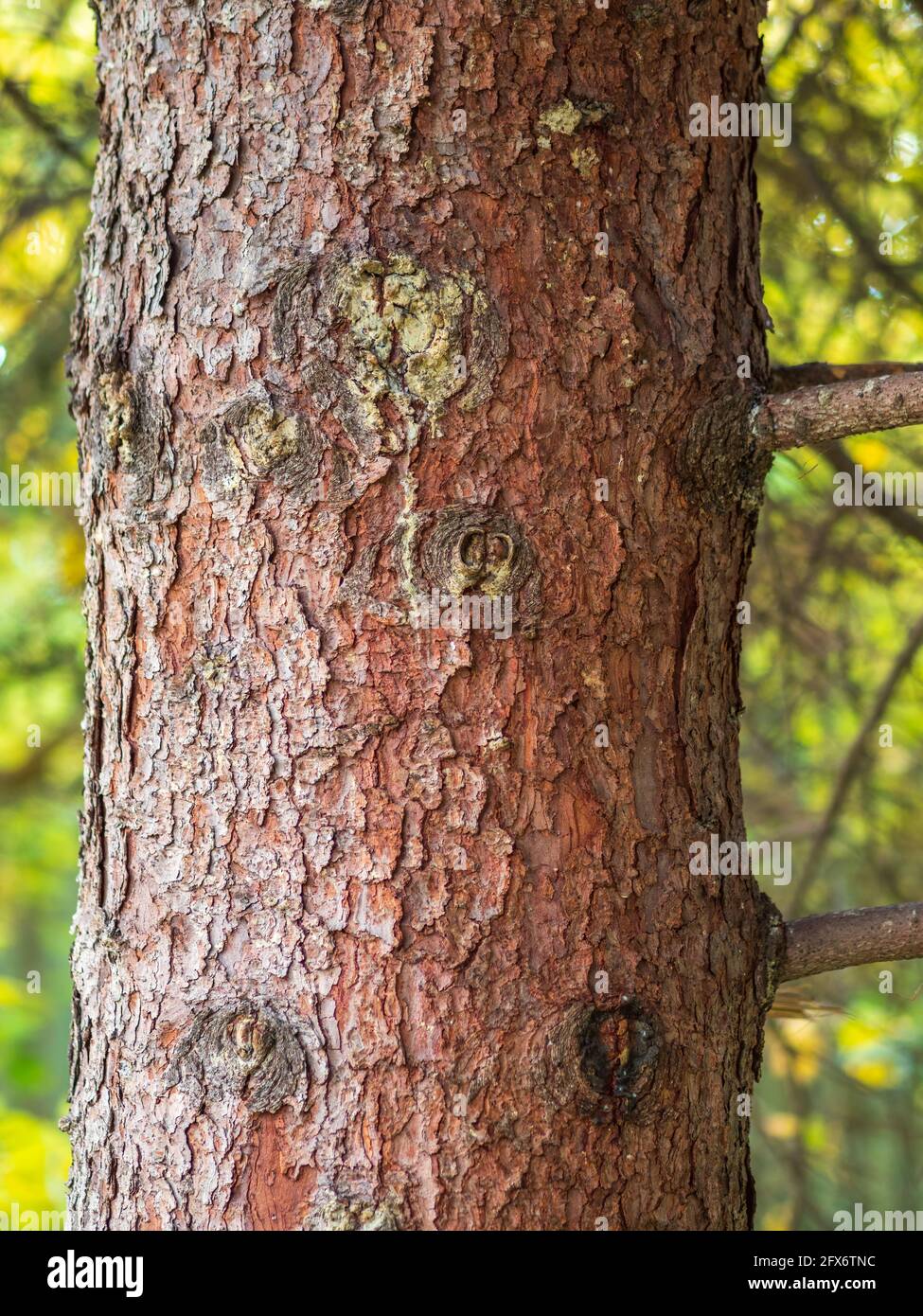 Bark of pine tree. The texture of spruce bark. Seamless tree bark  background. Brown texture of the old tree Stock Photo - Alamy