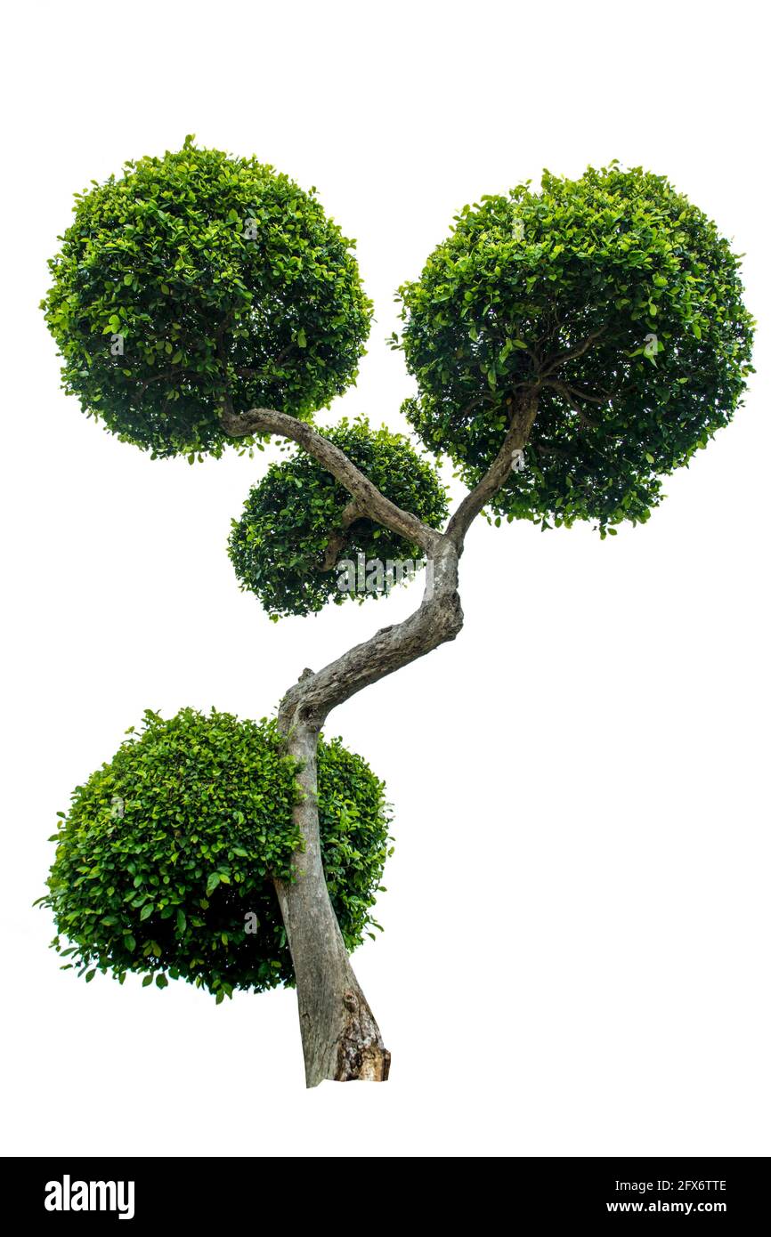 Dwarf tree isolated on white background. Stock Photo