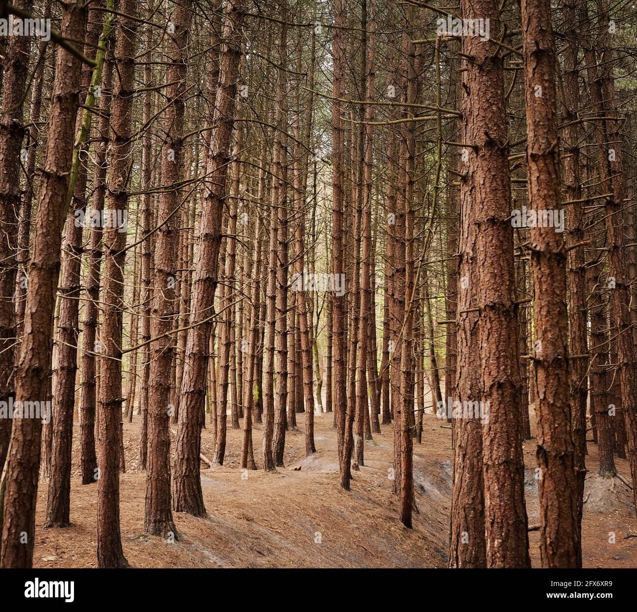 Beautiful brown trunks of rows of trees in a pine forest Stock Photo ...