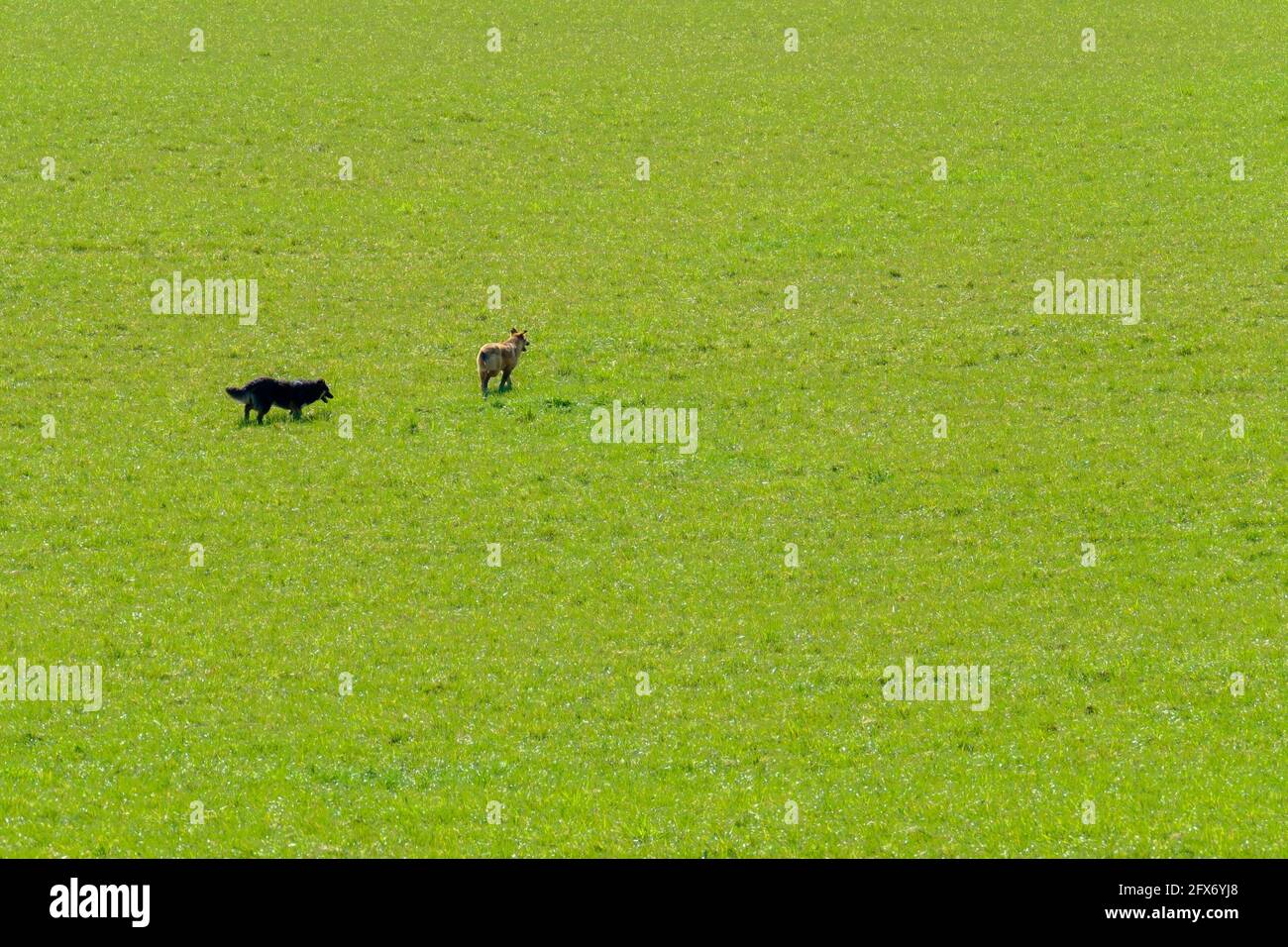 Fluffy dogs walking together in green meadow Stock Photo - Alamy