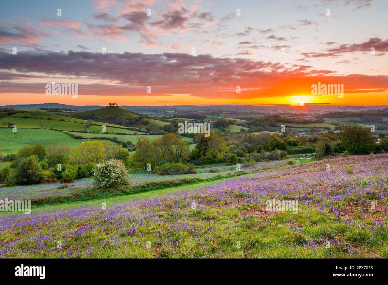 View of bluebells at sunrise hires stock photography and images Alamy