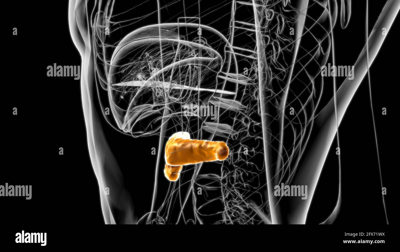 Human Digestive System Pancreas Anatomy For Medical Concept 3D ...