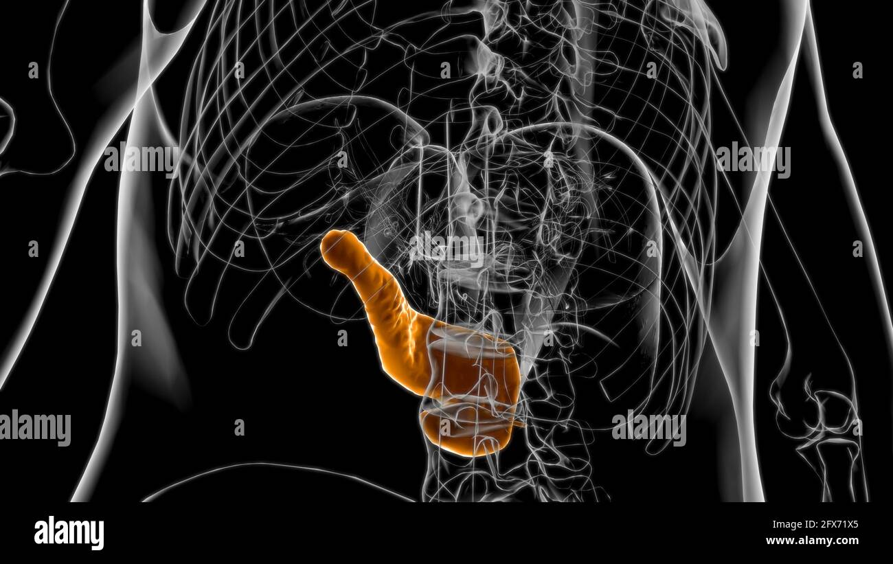 Human Digestive System Pancreas Anatomy For Medical Concept 3D ...