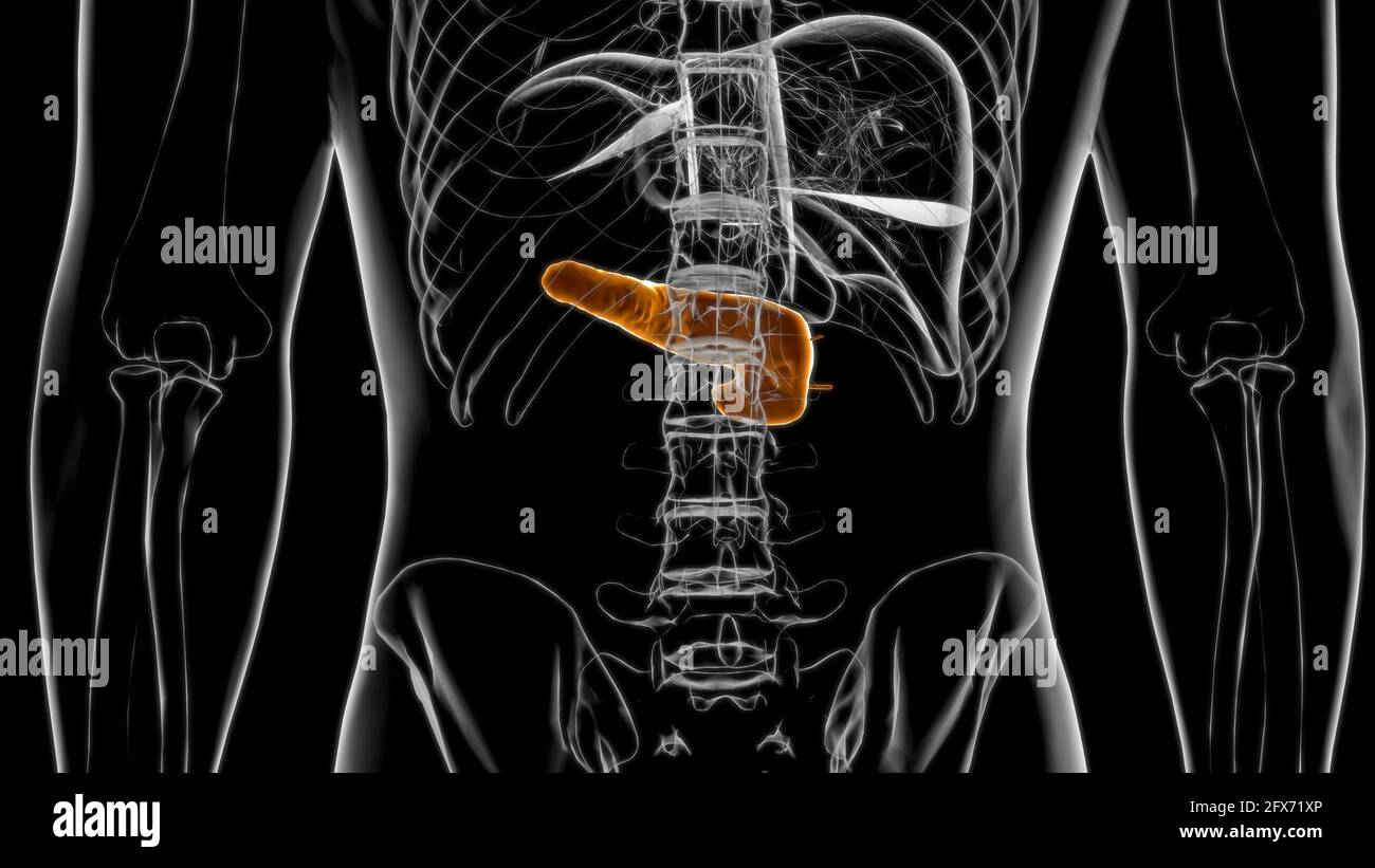Human Digestive System Pancreas Anatomy For Medical Concept 3D ...