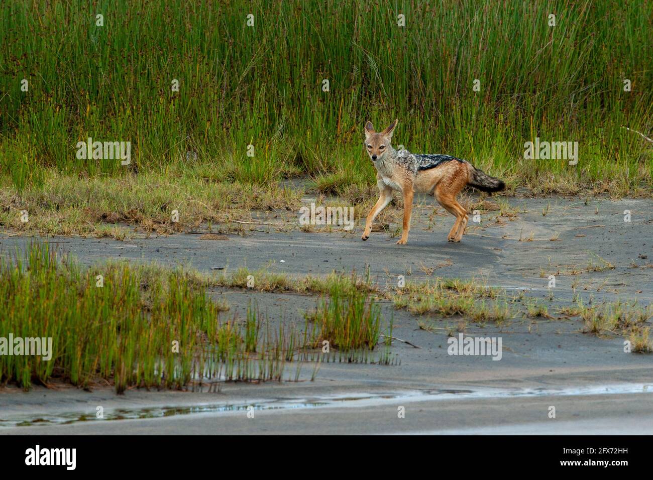 black-backed jackal (Lupulella mesomelas syn Canis mesomelas), also known as the silver-backed or red jackal. Photographed in Serengeti National Park, Stock Photo