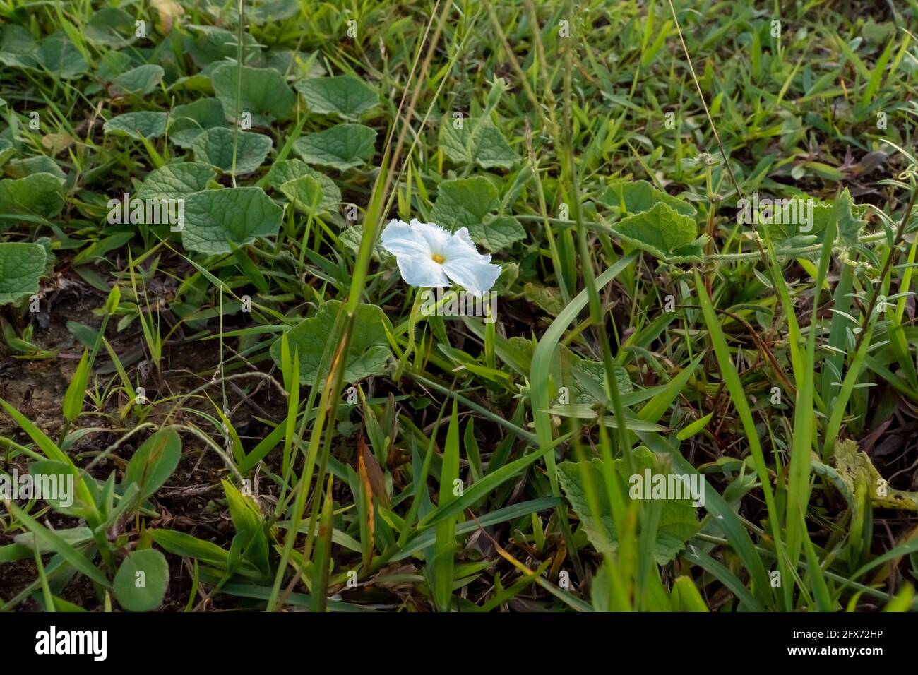 White flower in grass field Stock Photo