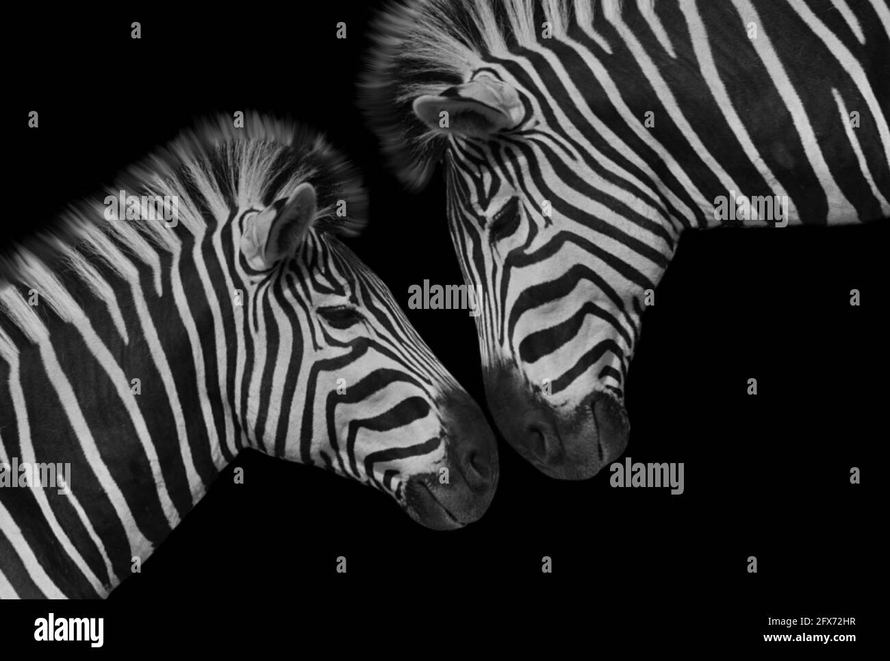 Beautiful Two Couple Zebra Closeup Face Stock Photo