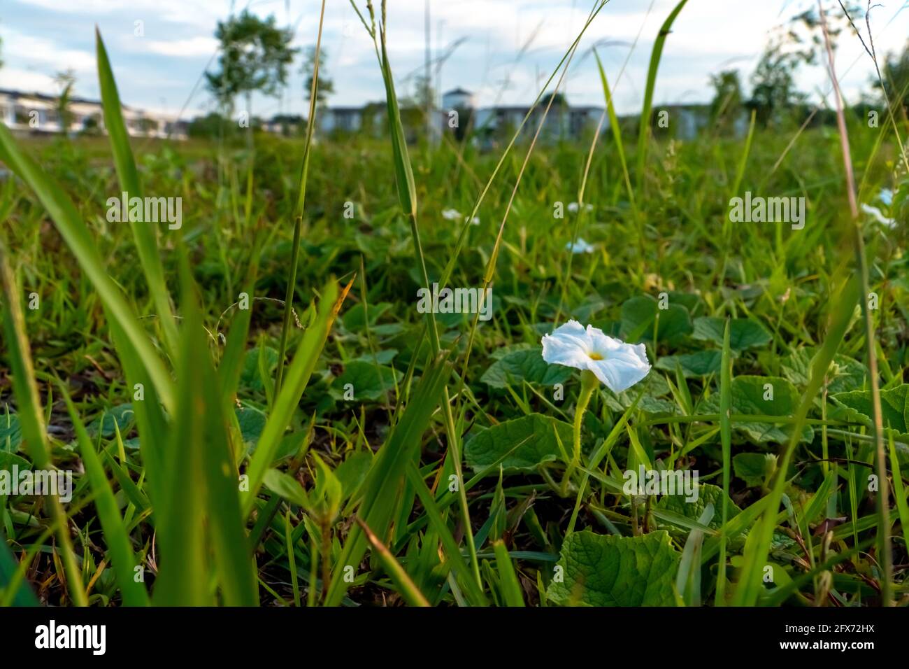 White flower in grass field Stock Photo