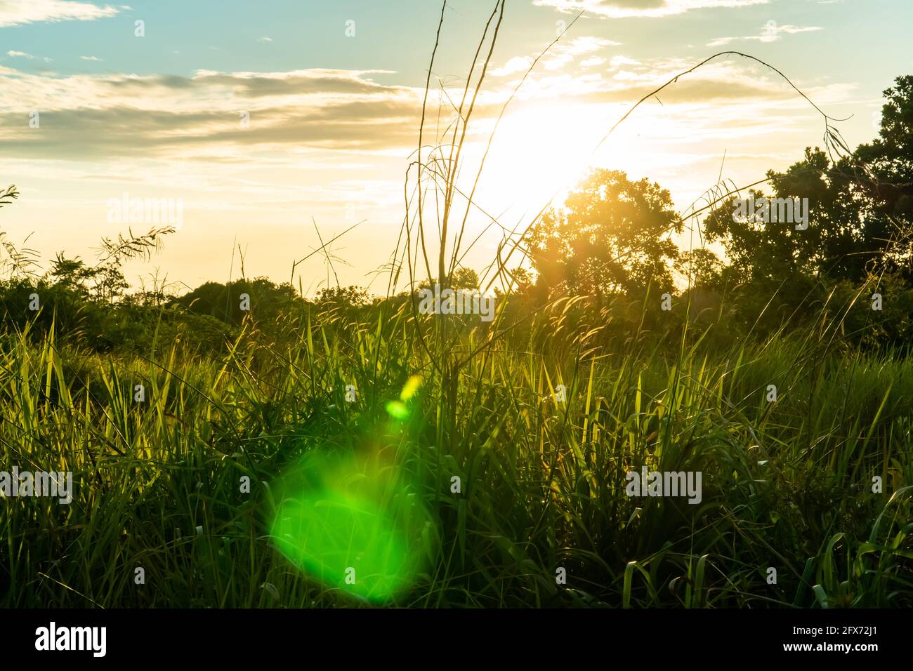 Tall grass field path hi-res stock photography and images - Alamy