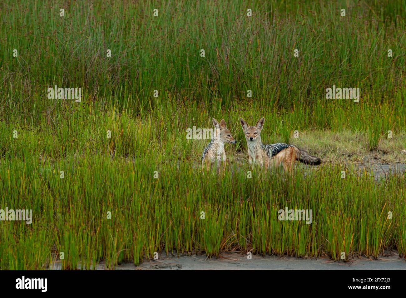 black-backed jackal (Lupulella mesomelas syn Canis mesomelas), also known as the silver-backed or red jackal. Photographed in Serengeti National Park, Stock Photo