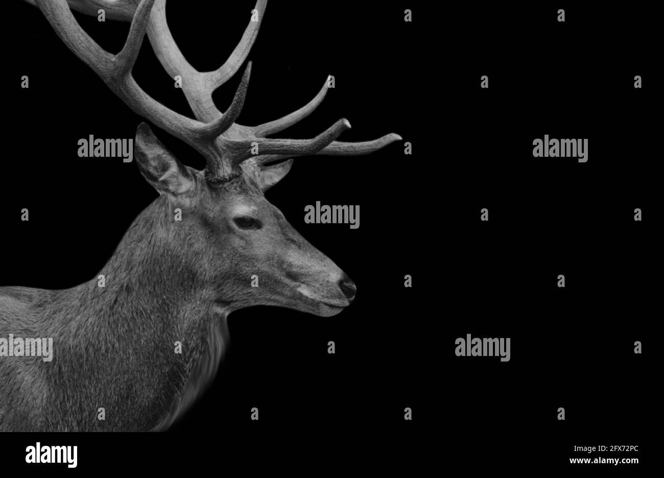 Big Horn Deer Closeup Face In The Black Background Stock Photo