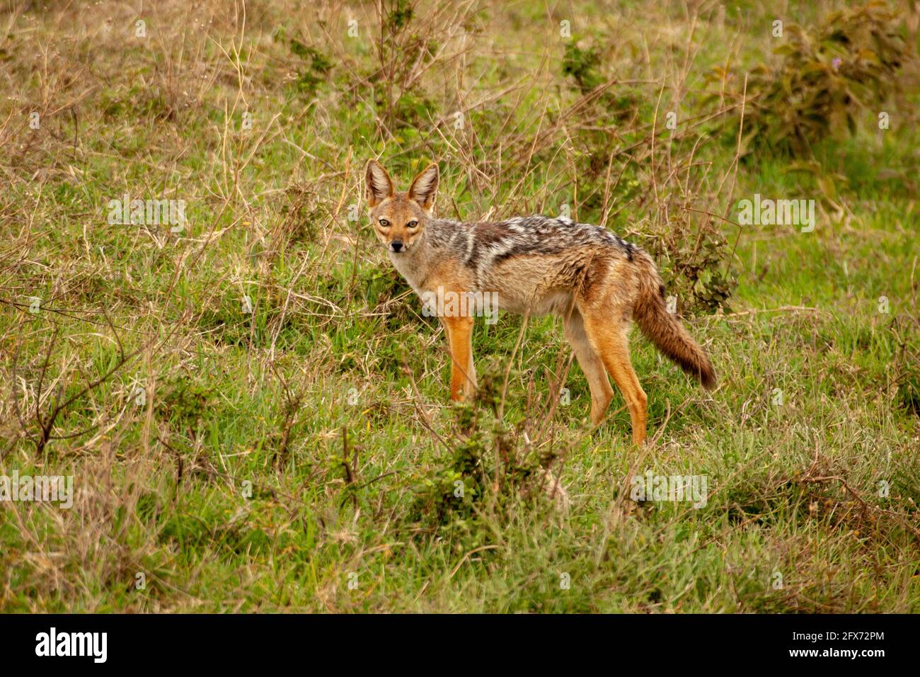 black-backed jackal (Lupulella mesomelas syn Canis mesomelas), also known as the silver-backed or red jackal. Photographed in Serengeti National Park, Stock Photo