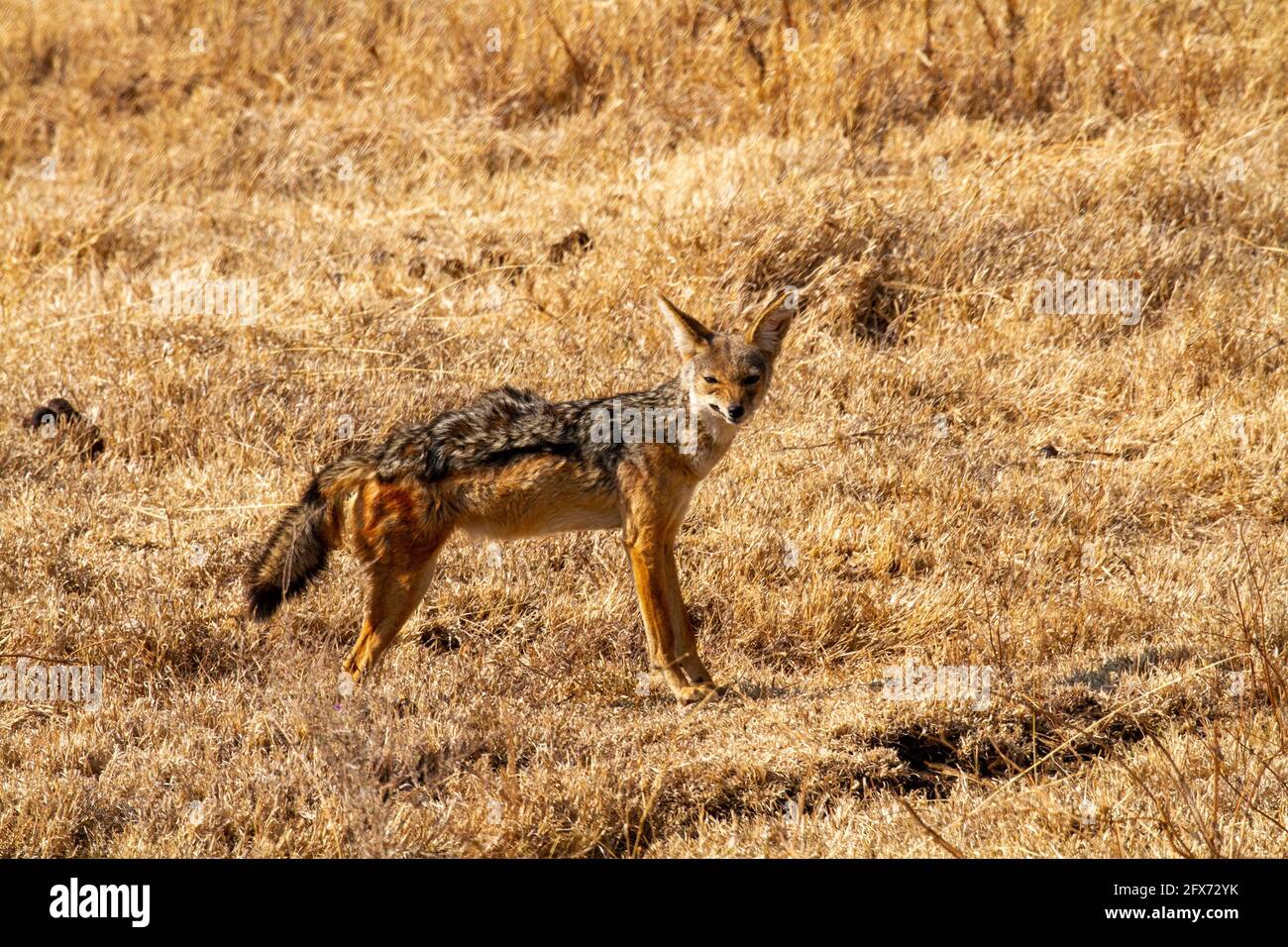 black-backed jackal (Lupulella mesomelas syn Canis mesomelas), also known as the silver-backed or red jackal. Photographed in Serengeti National Park, Stock Photo