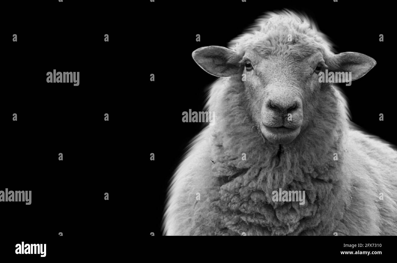 Cute Sheep Standing In The Black Background Stock Photo