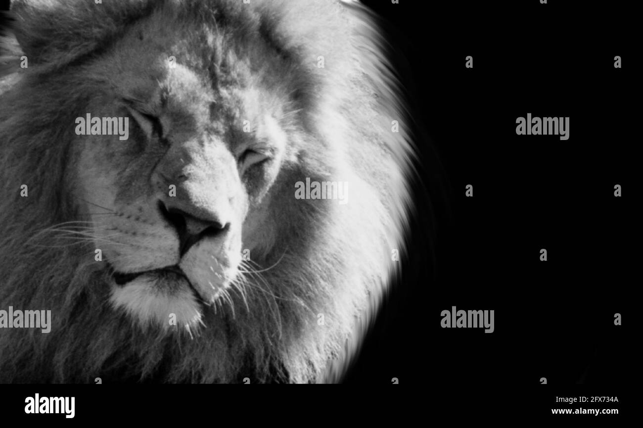 Dangerous Lion Close The Eye In The Black Background Stock Photo