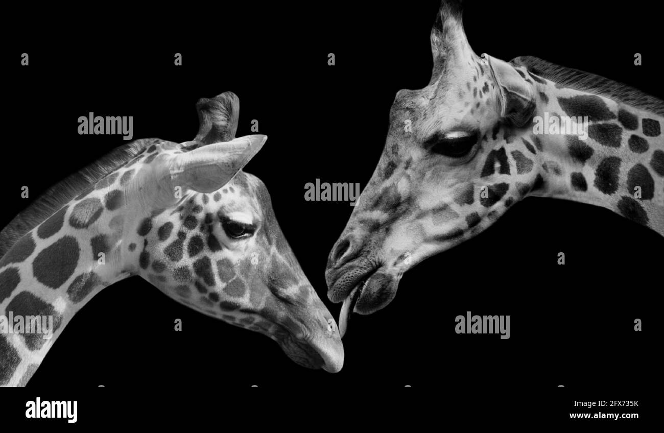 Two Cute Couple Giraffe Closeup Face Stock Photo
