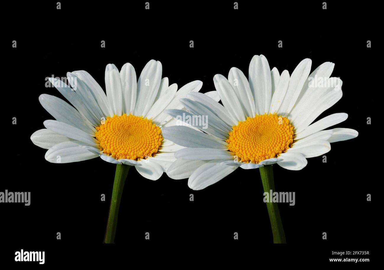 Two Beautiful White Common Daisy Flower Stock Photo