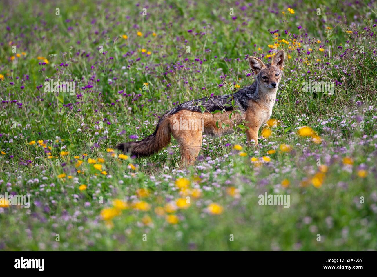 black-backed jackal (Lupulella mesomelas syn Canis mesomelas), also known as the silver-backed or red jackal. Photographed in Serengeti National Park, Stock Photo