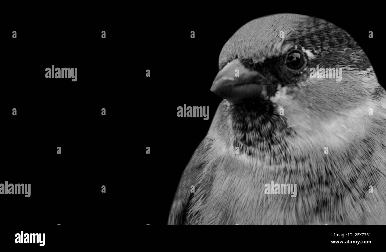 Black And White Portrait Sparrow Bird Closeup Face Stock Photo