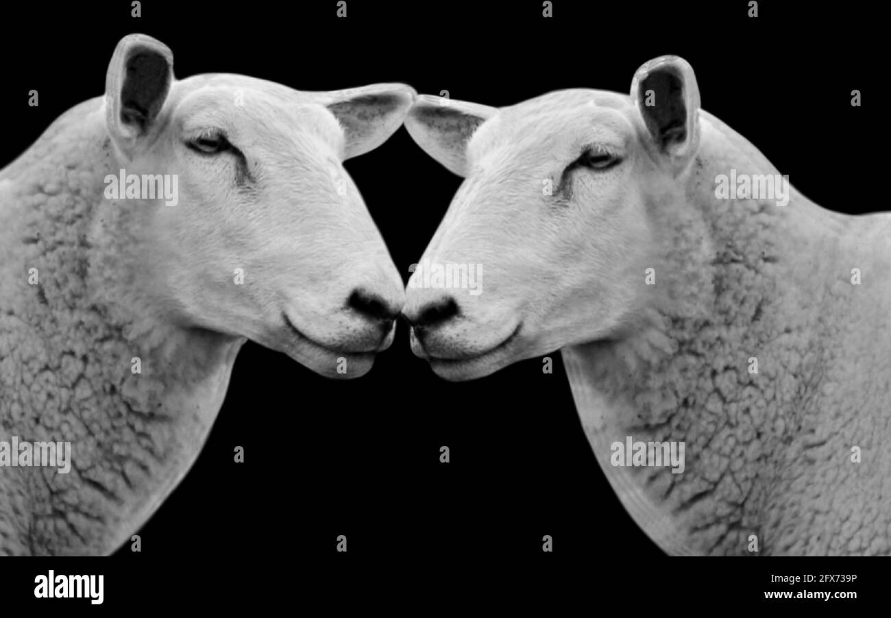 Two Funny Couple Sheep On The Black Background Stock Photo