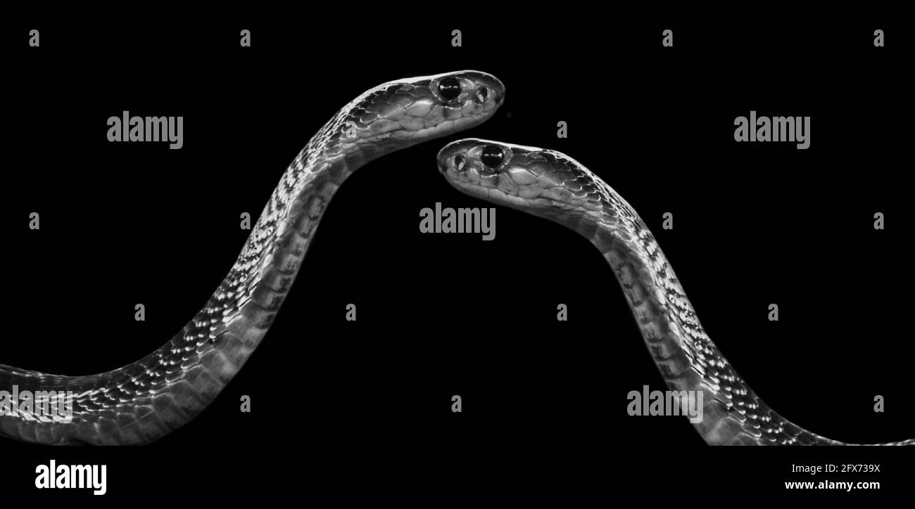 Two King Cobra Snake In The Black Background Stock Photo