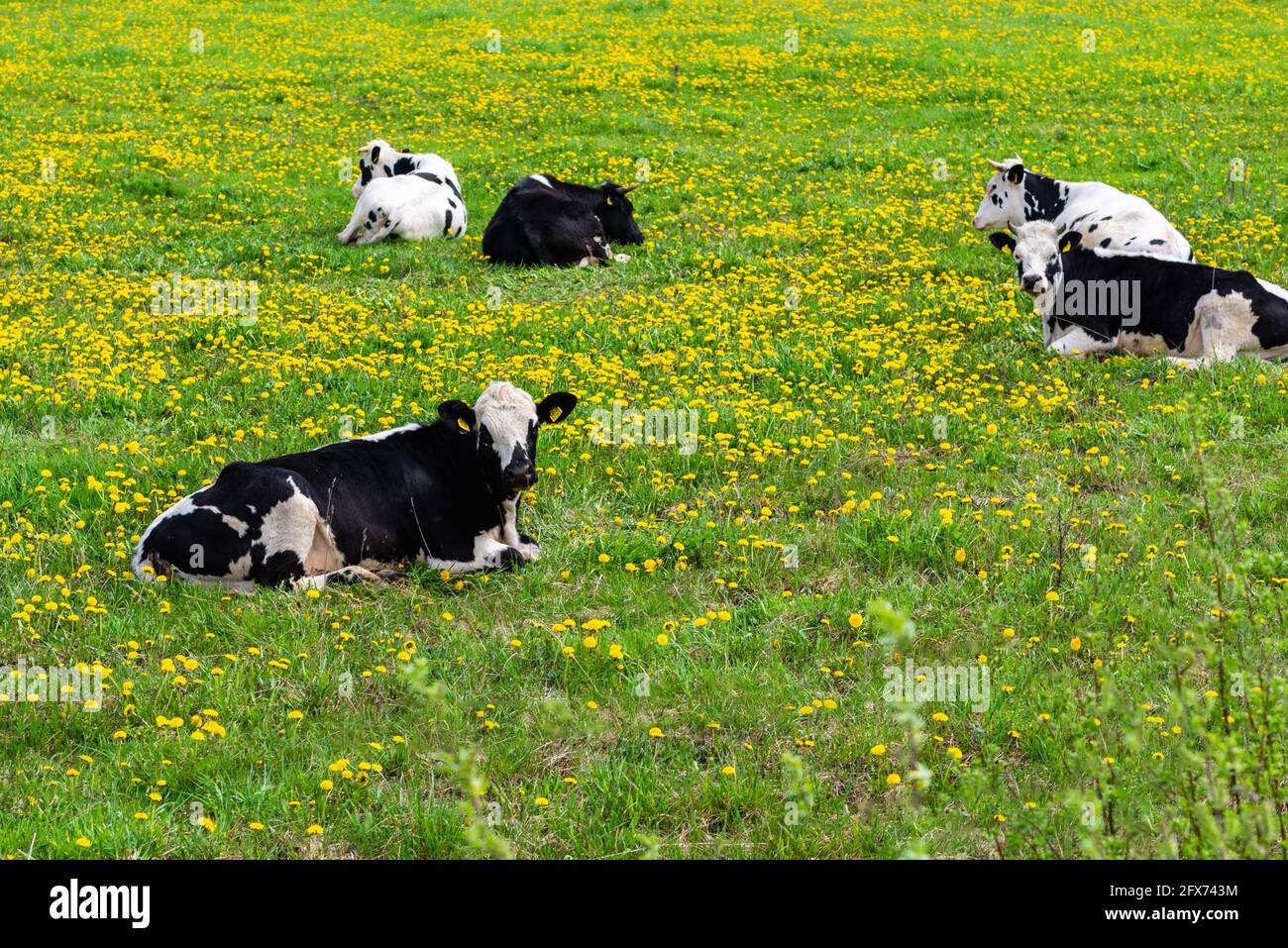 Black and white cows in a green grassy field on a bright and sunny day ...