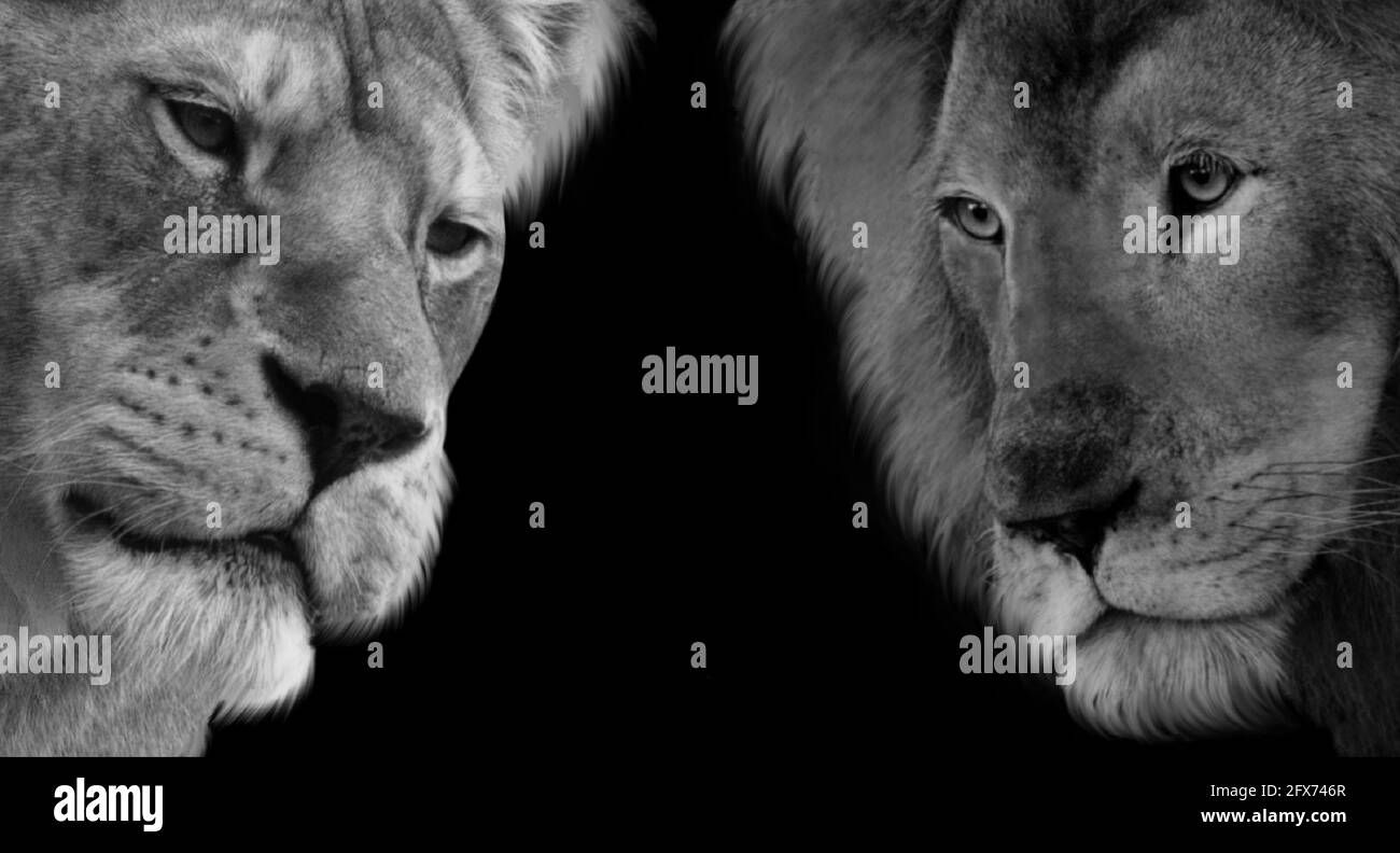 Male And Female Lion Closeup Face In The Black Background Stock Photo