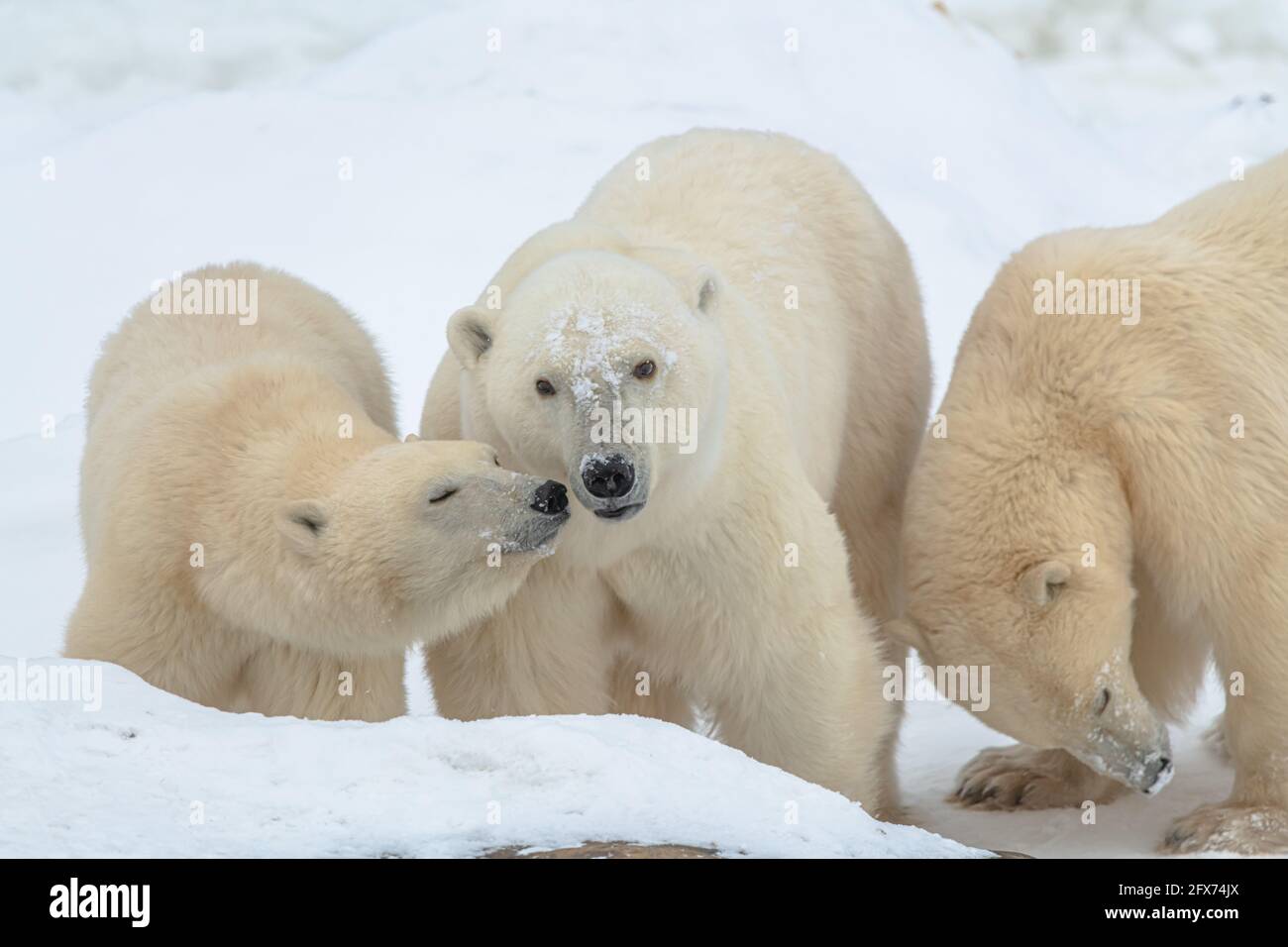 Three polar bears, mom and two cubs in shot with one young bear trying to lick its mothers mouth. Bear with tongue sticking out on white background. Stock Photo