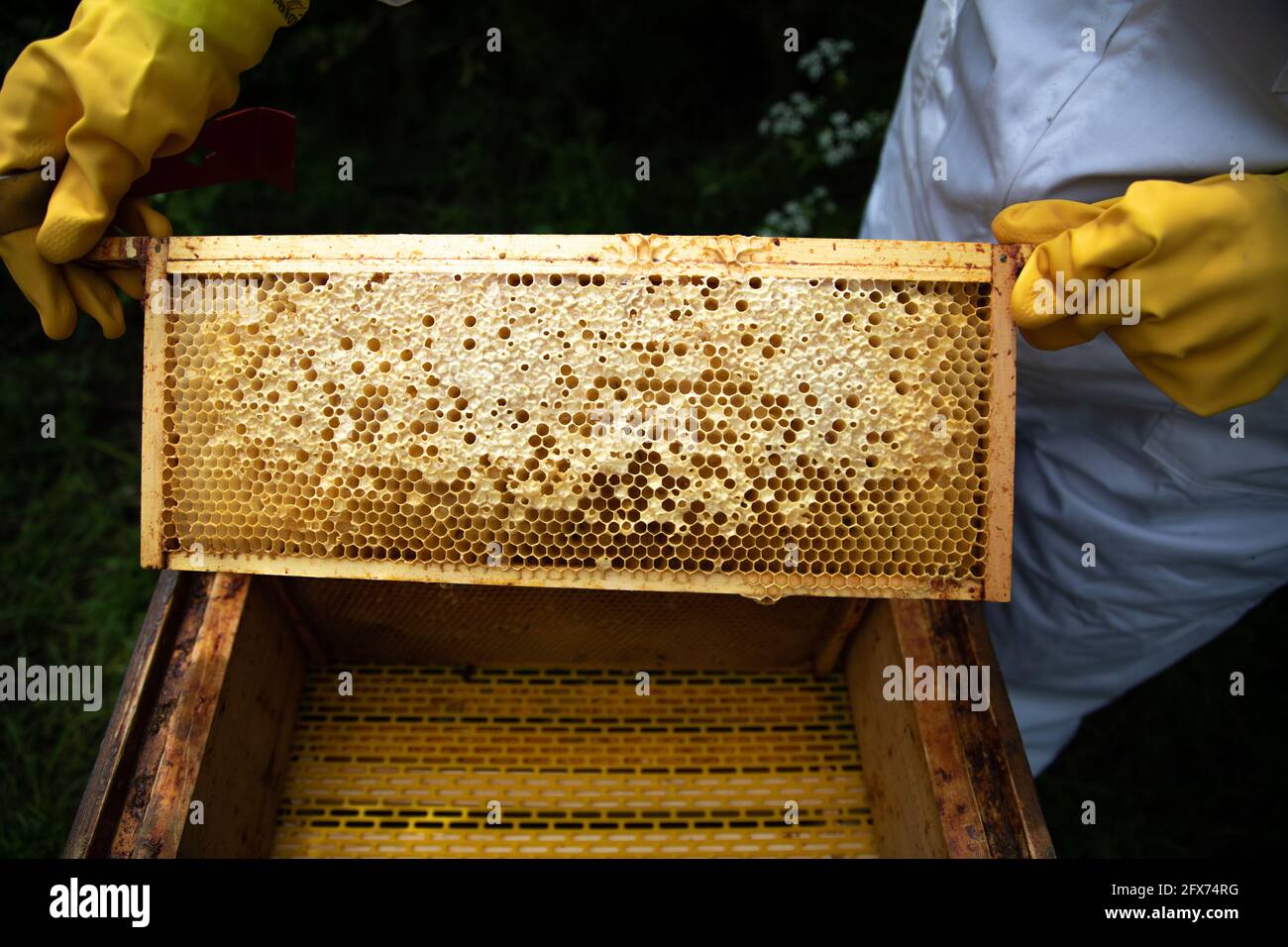 Super frame with capped honey cells and pollen stores Stock Photo