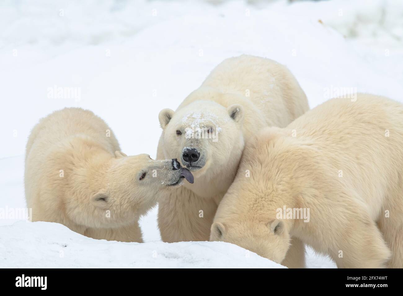 Bears tongue hi-res stock photography and images - Alamy