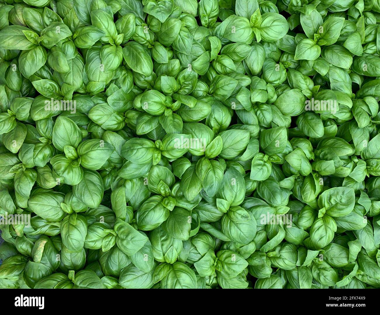 Background with fresh basil leaves. Fresh basil pattern. Stock Photo
