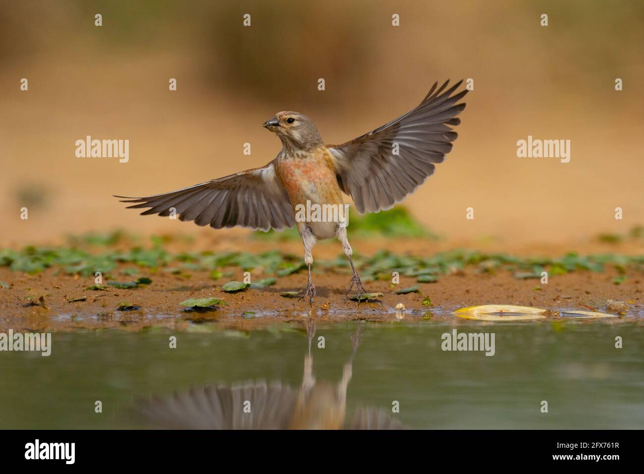 Common Linnet ( Linaria cannabina syn Fringilla cannabina or Carduelis cannabina تفاحي مألوف ) near a puddle of water, israel. Photographed in May Stock Photo