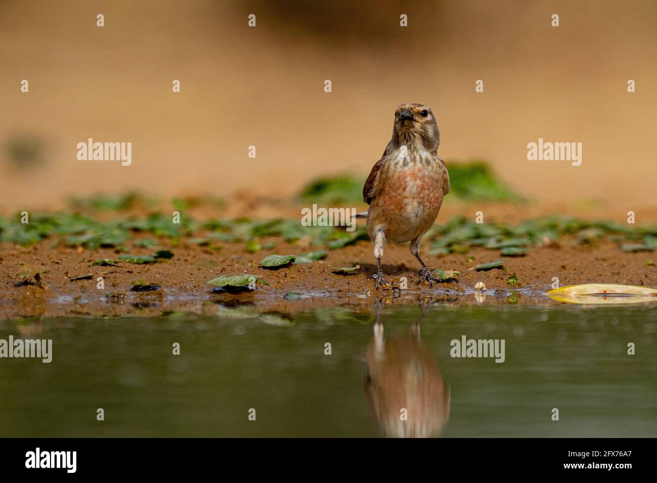 Common Linnet ( Linaria cannabina syn Fringilla cannabina or Carduelis cannabina تفاحي مألوف ) near a puddle of water, israel. Photographed in May Stock Photo
