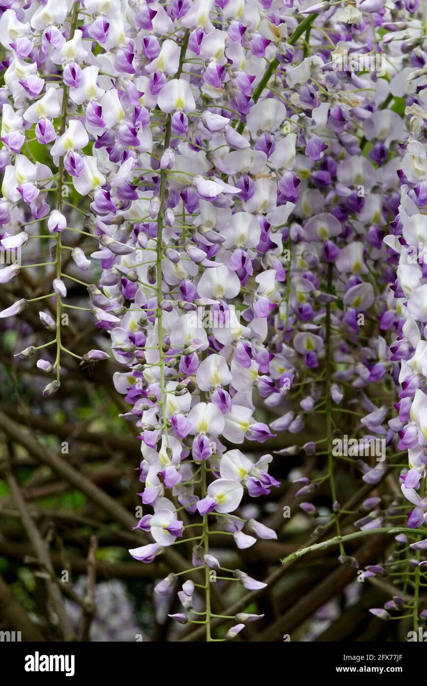 Wisteria Lavender Lace Stock Photo Alamy
