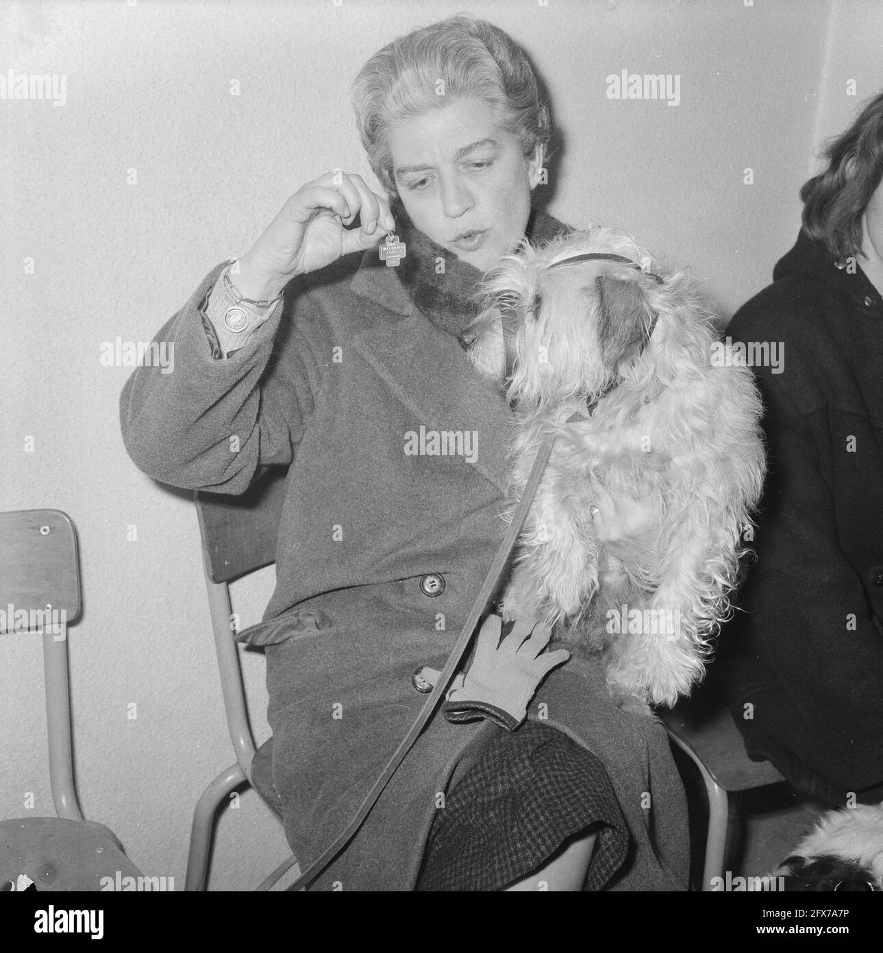 Inoculation of dogs in Amsterdam, with special cross tag, December 6, 1962, DOGS, The Netherlands, 20th century press agency photo, news to remember, documentary, historic photography 1945-1990, visual stories, human history of the Twentieth Century, capturing moments in time Stock Photo
