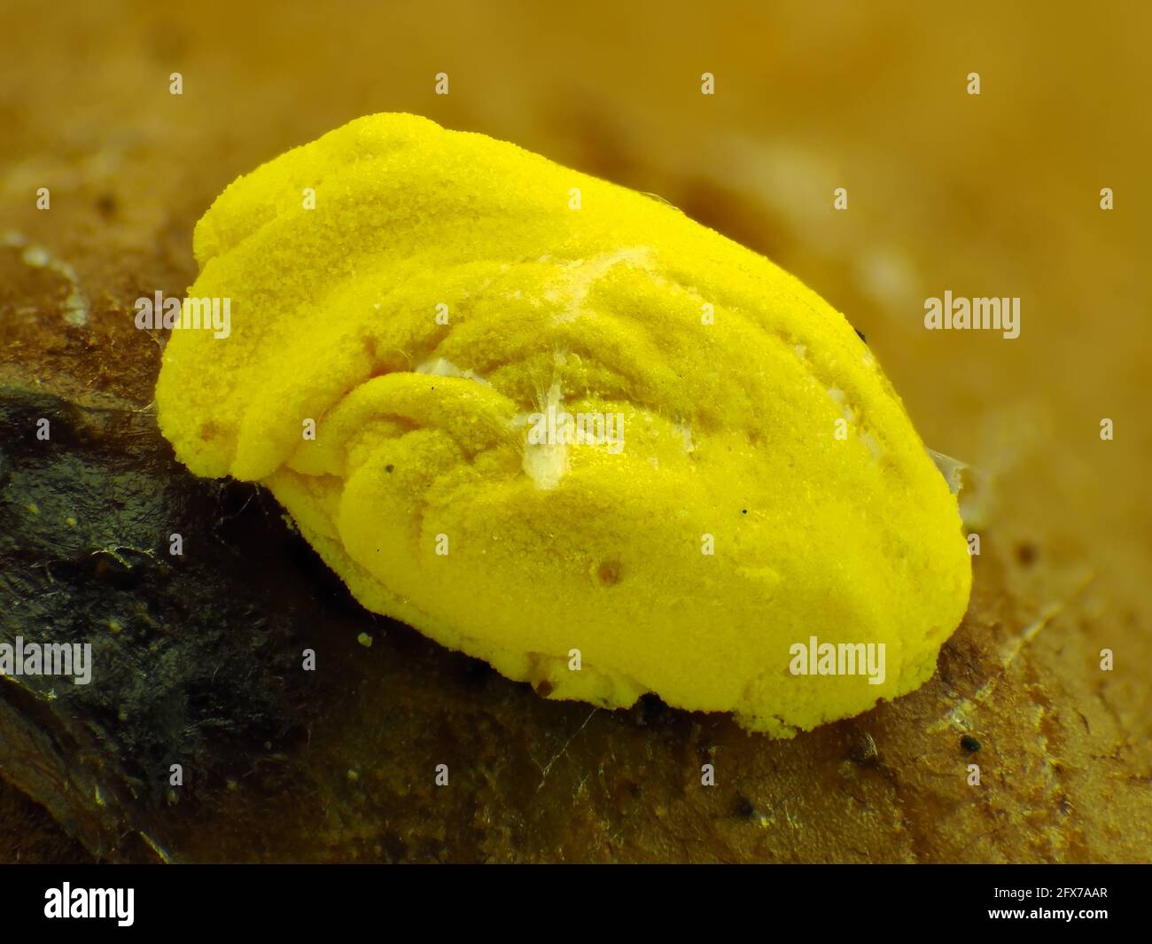 Yellow slime mold under the microscope, horizontal filed of view is about 3mm Stock Photo