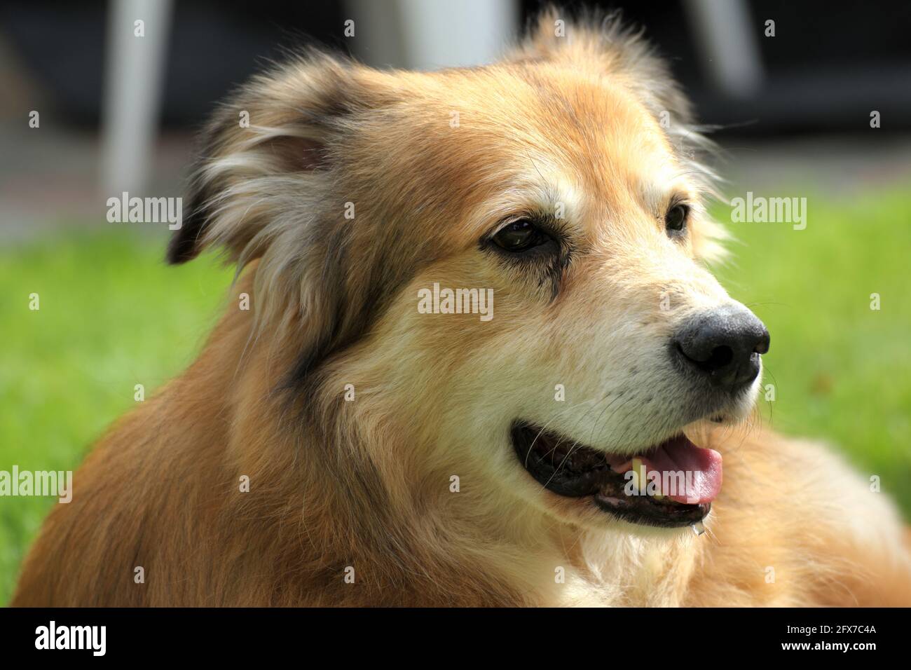 Portrait of a mixed breed dog from Romania, taken from the animal welfare Stock Photo