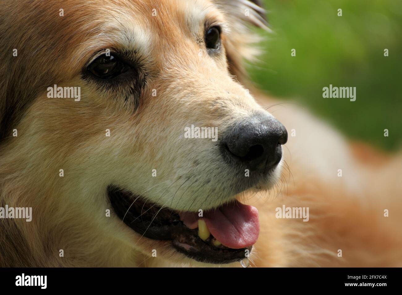 Portrait of a mixed breed dog from Romania, taken from the animal welfare Stock Photo