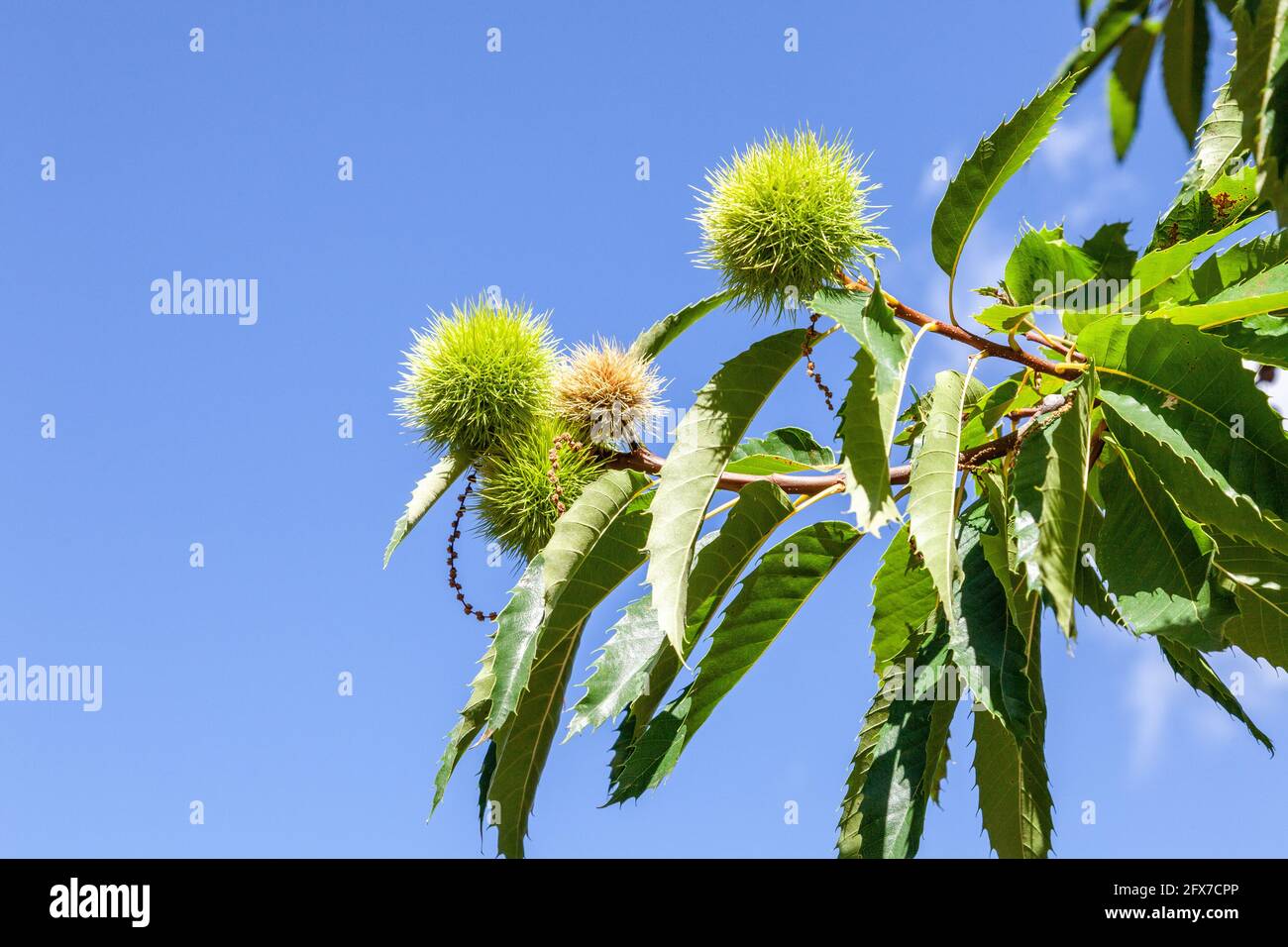 Chestnut leaves and -bur on blue sky background. Corsica, France Stock Photo