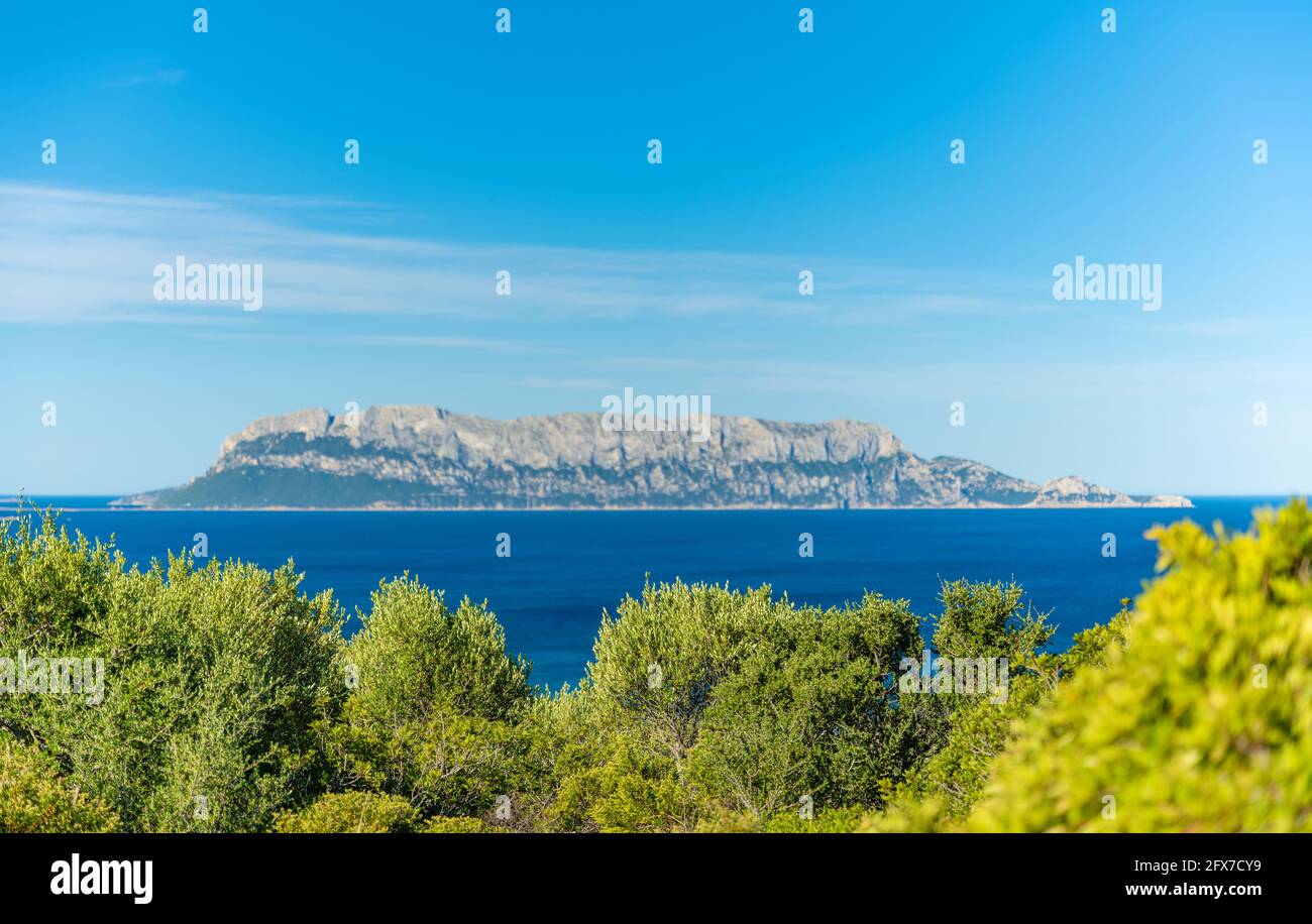 (Selective focus) Stunning view of a green vegetation in the foreground and defocused Tavolara Island in the distance. Stock Photo