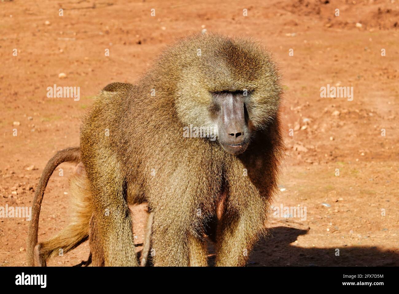 Guinea baboon walks on the ground at a zoo under the sunlight Stock Photo