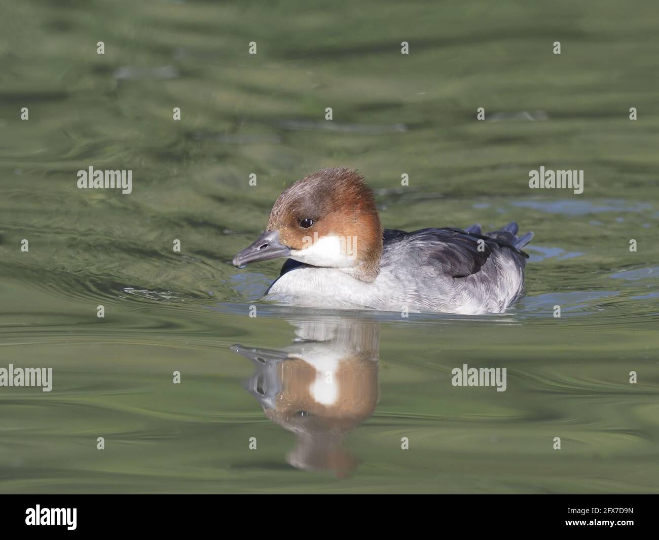 Smew - female Mergellus albellus Sussex, UK BI031789 Stock Photo