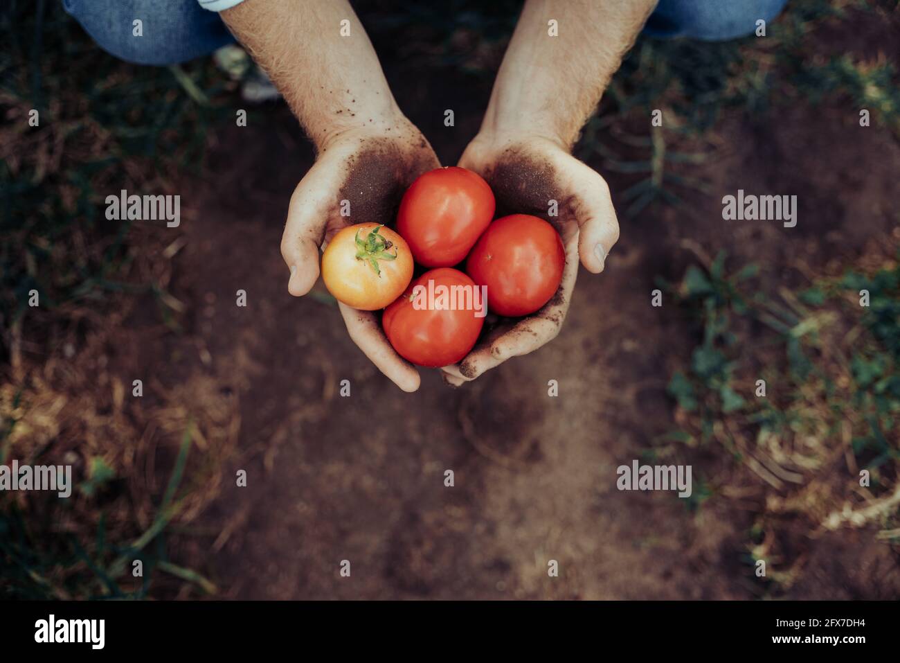 Close up caucasian male holding freshly harvested red tomatoes in hands  Stock Photo