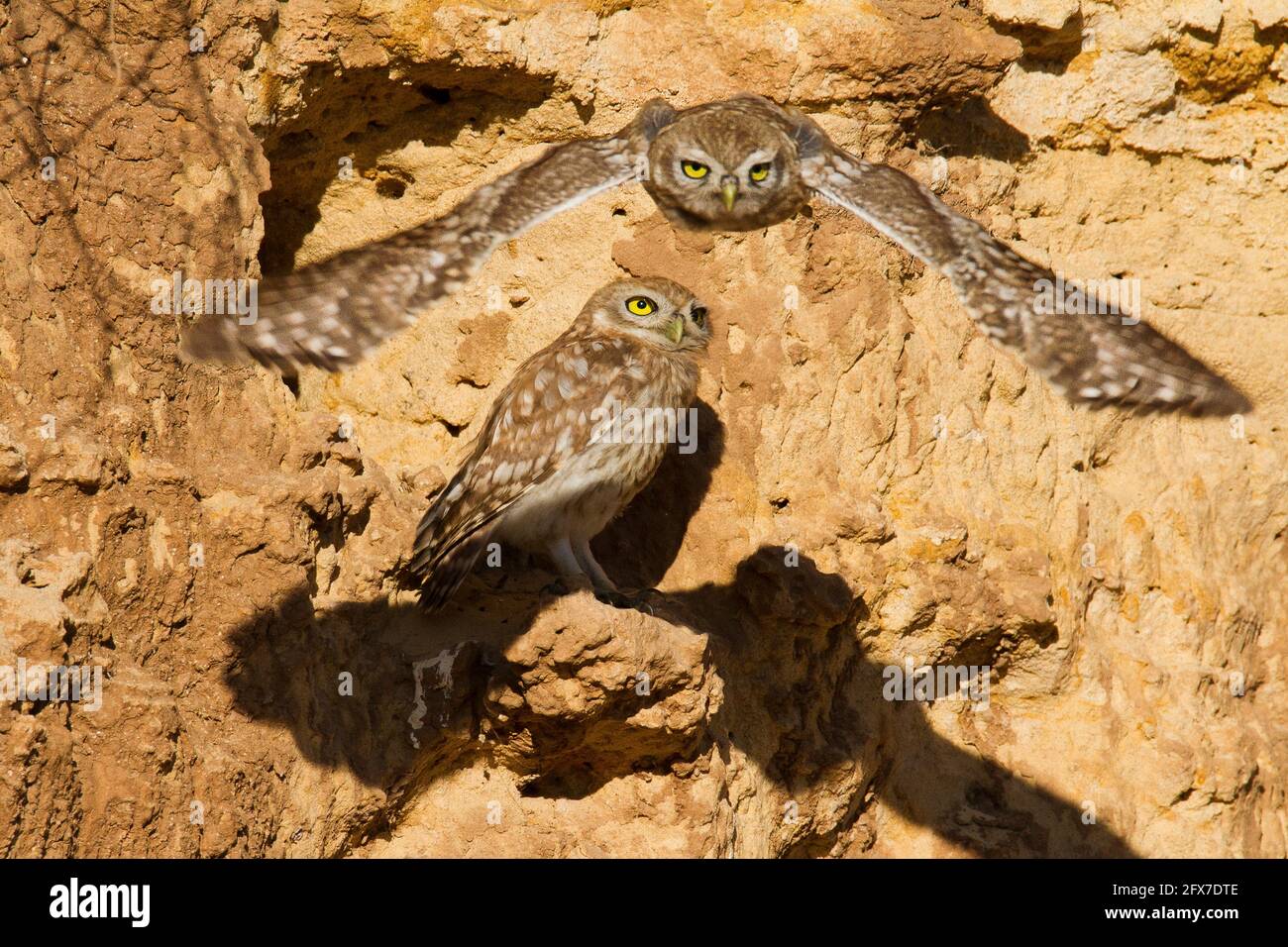 Height wild animals hi-res stock photography and images - Alamy Height wild animals hi-res stock photography and images - Alamy