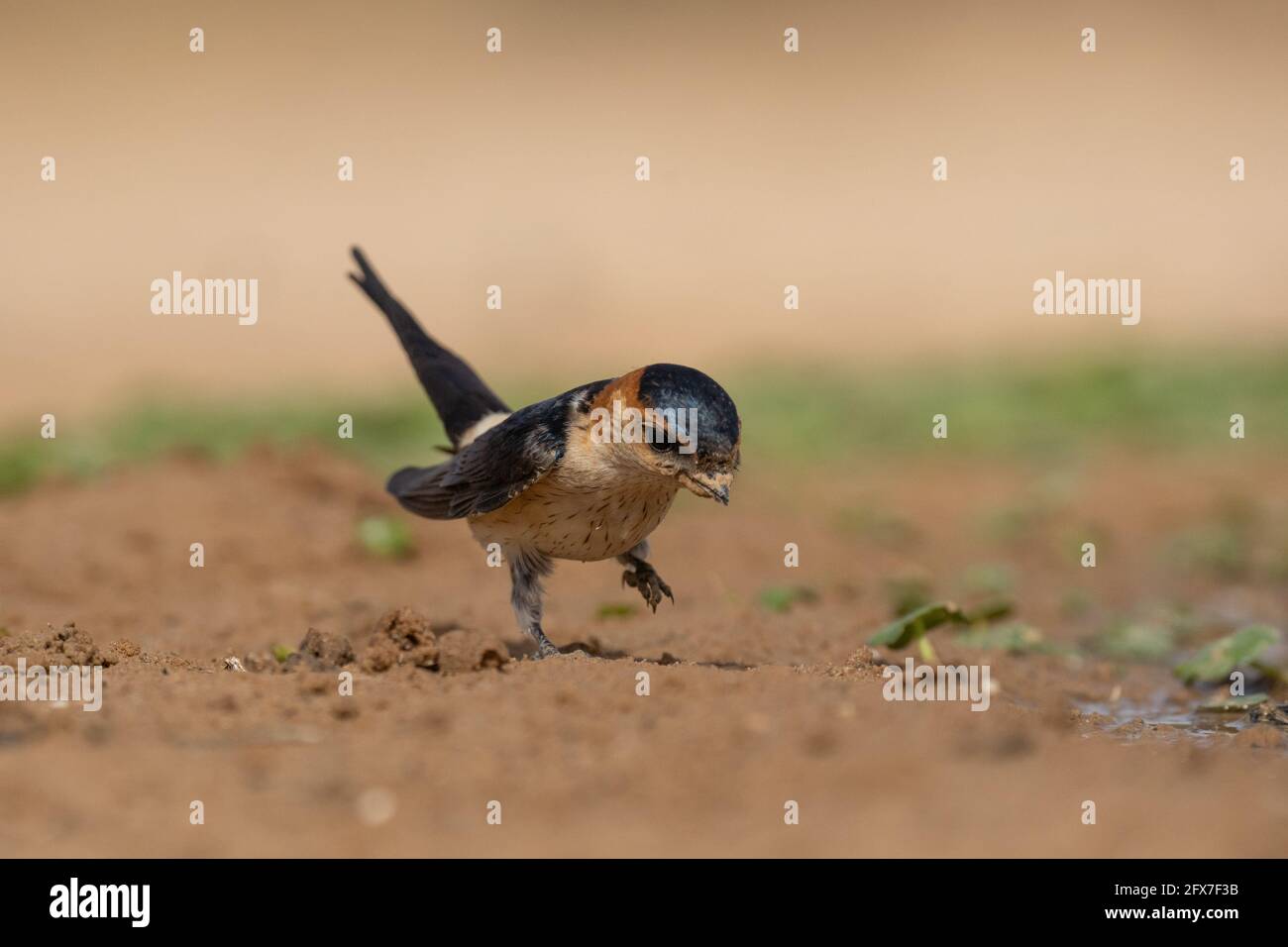 The red-rumped swallow (Cecropis daurica syn Hirundo daurica) is a small passerine bird in the swallow family. It breeds in open hilly country of temp Stock Photo