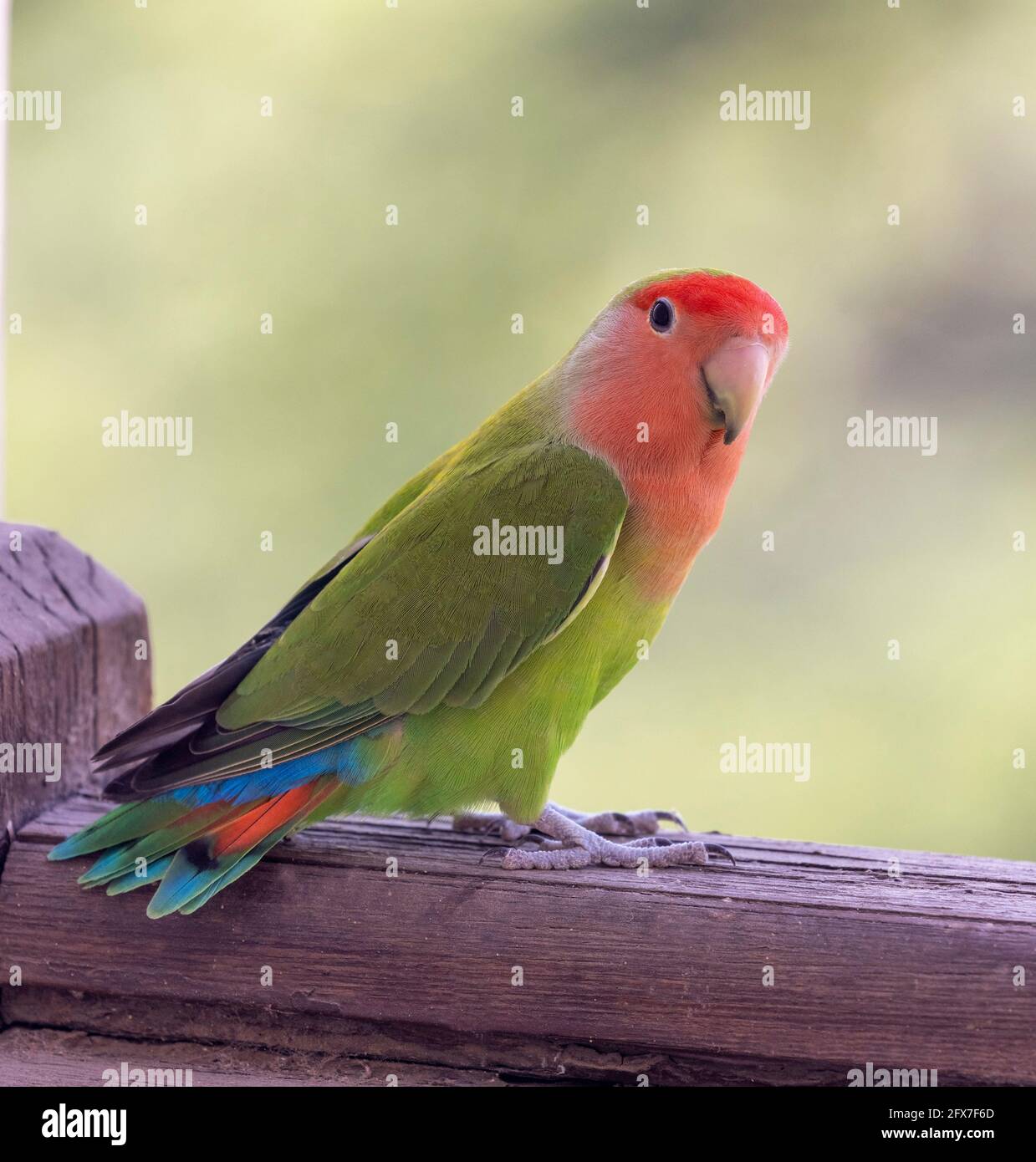 feral rosy-faced lovebird (Agapornis roseicollis), also known as the rosy-collared or peach-faced lovebird, Cairo, Egypt Stock Photo