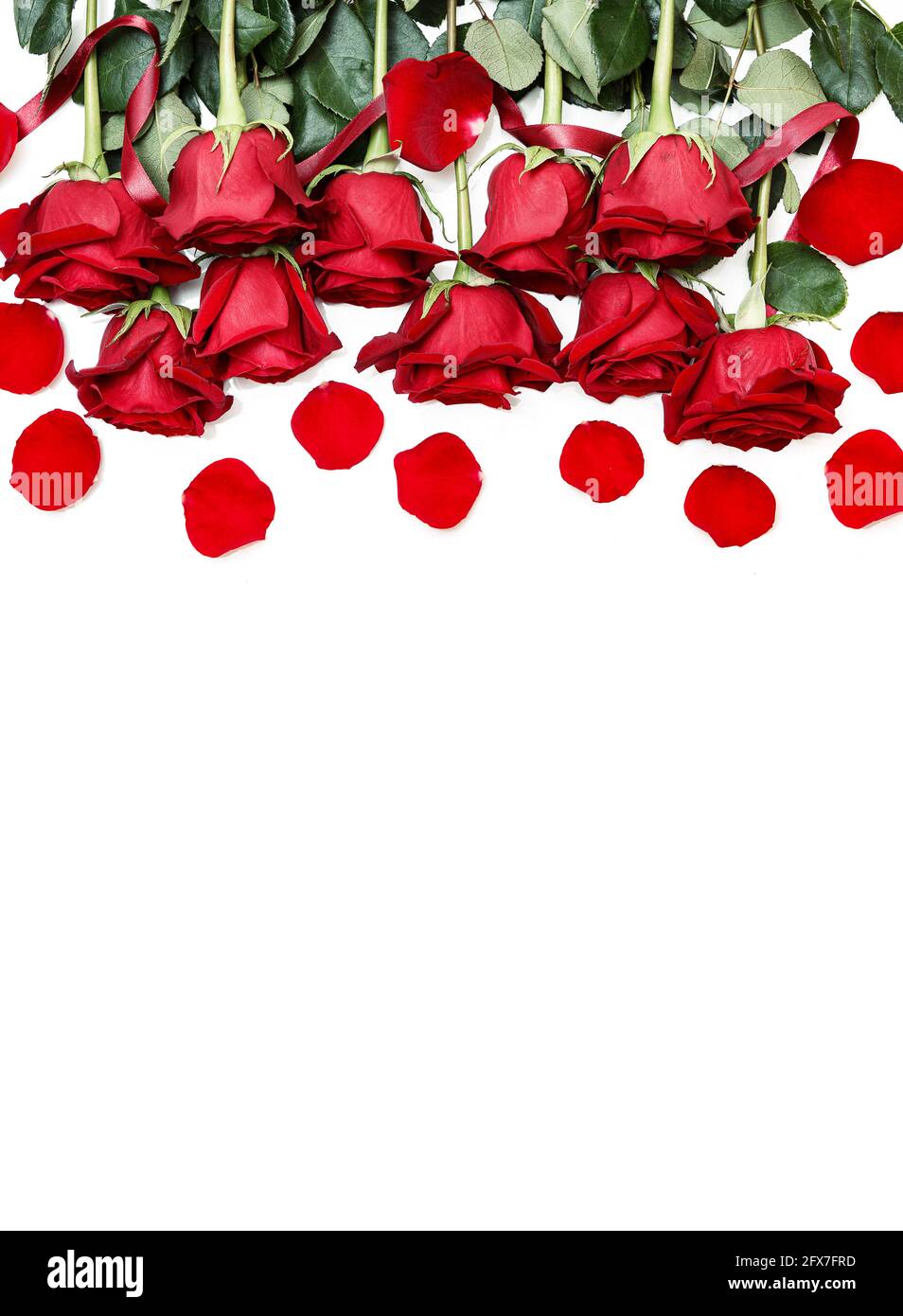 Rows of Red Roses Lined Up Along the Image Edge on White Stock Photo ...