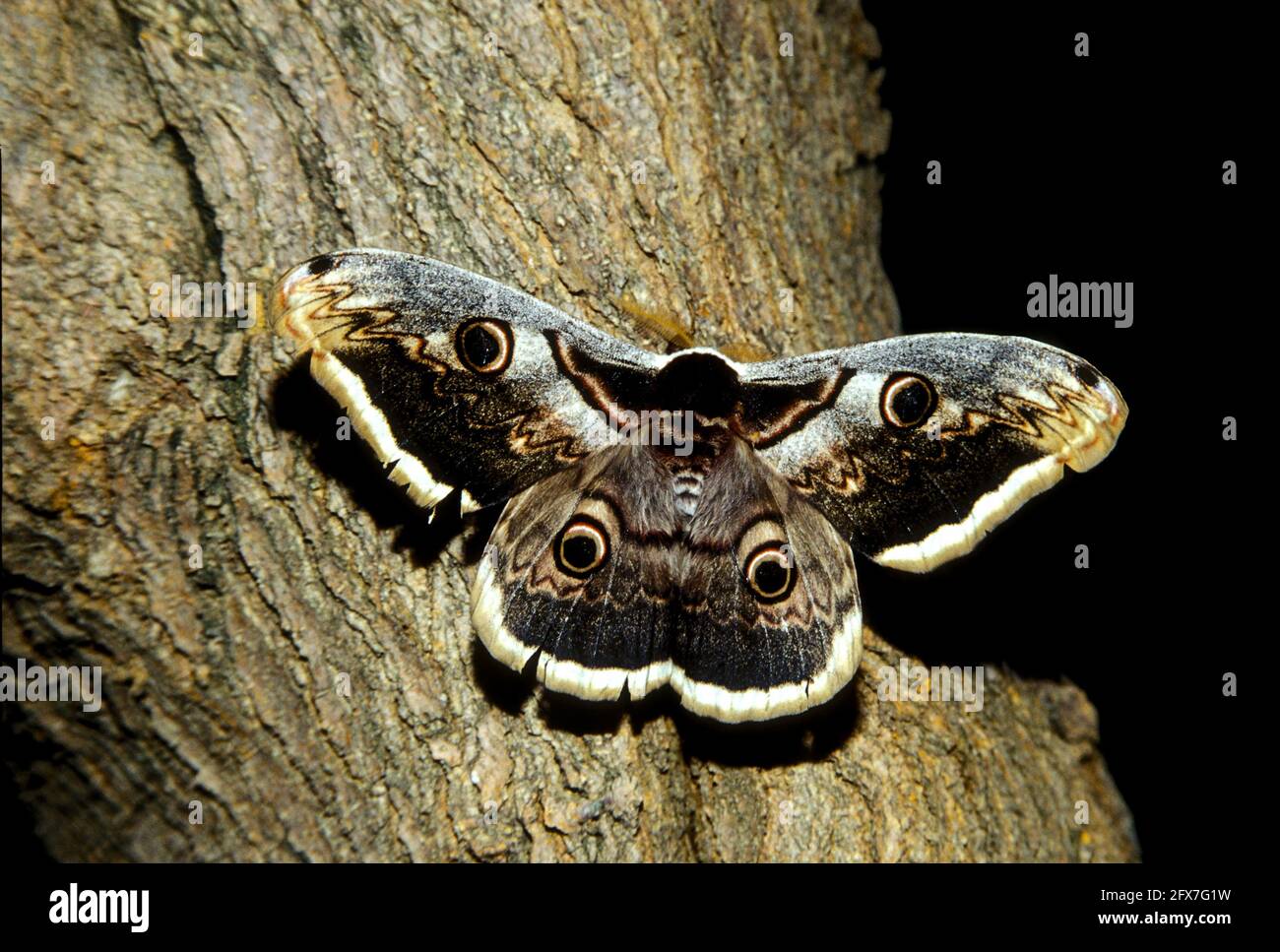 Giant peacock moth (Saturnia pyri), also called the great peacock moth, giant emperor moth, or Viennese emperor, is a Saturniid moth which is native t Stock Photo